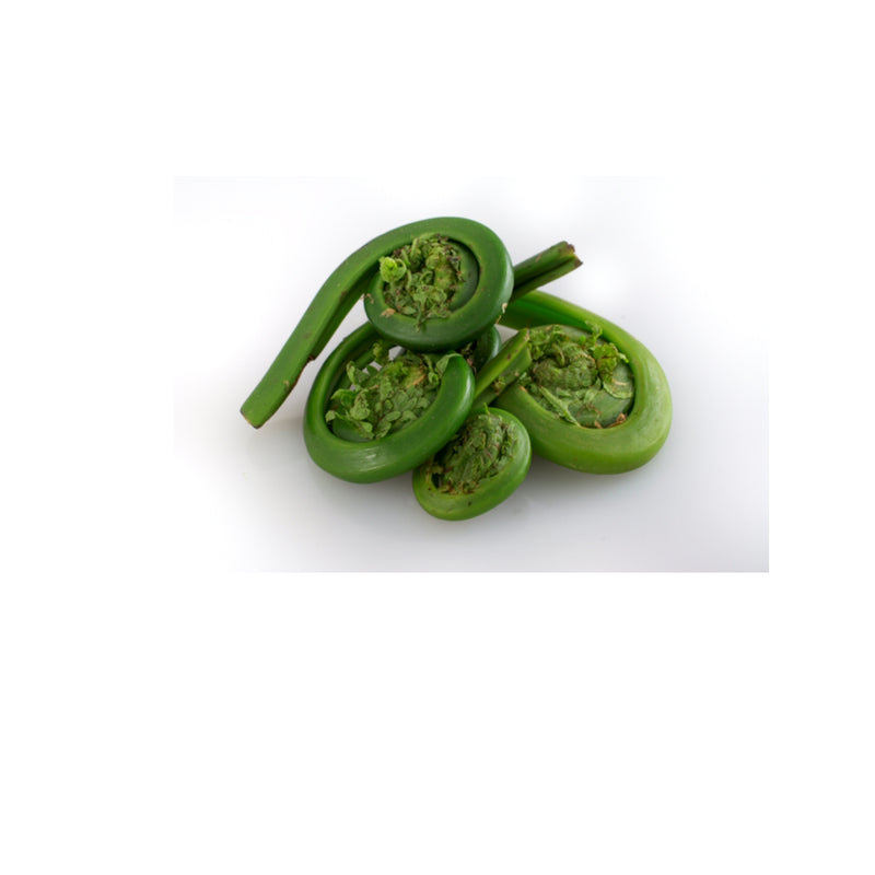 Close up of furled fronds of Fiddleheads on a White background.