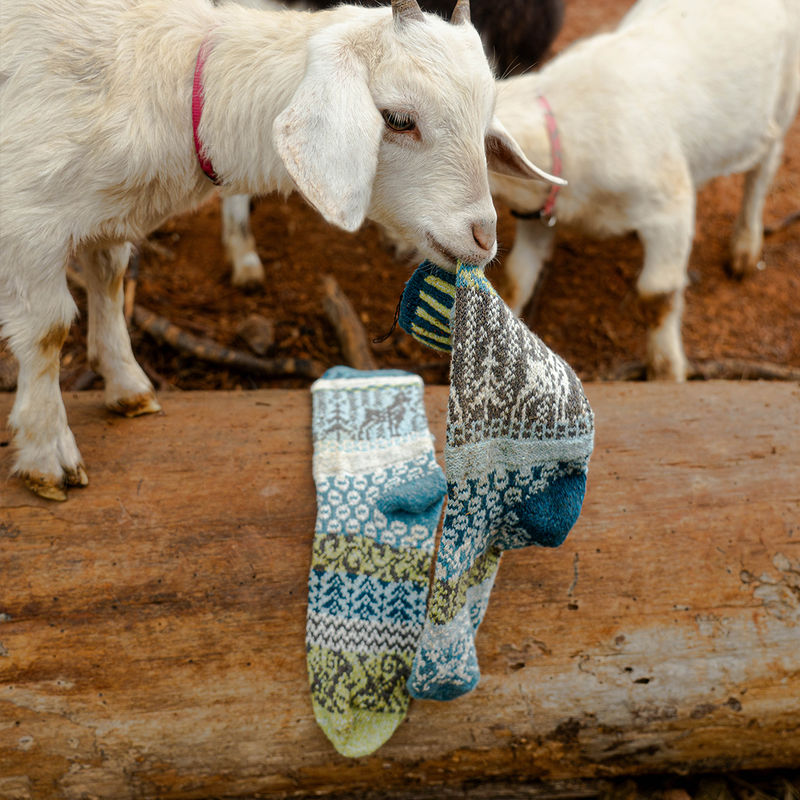 A Goat trying to eat a patterned Sock with Goats on it.