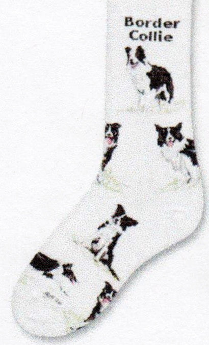 FBF Border Collie Poses 2 Sock starts on Bright White background and has Border Collie written after Cuff. Below are different Poses of the Border Collie.