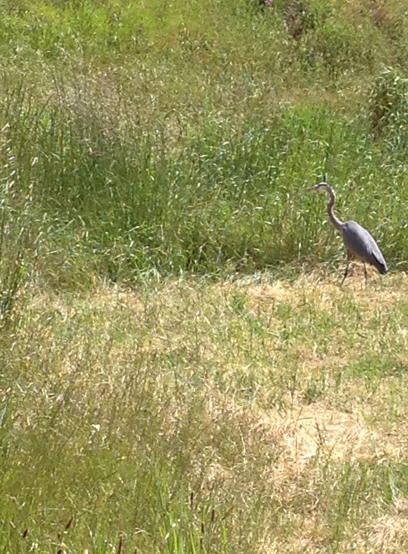 Picture of a Blue Heron at Marin County Civic Center